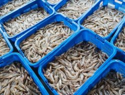 Kasus Kontaminasi Radioaktif Udang, Impor Besi Tua Disetop